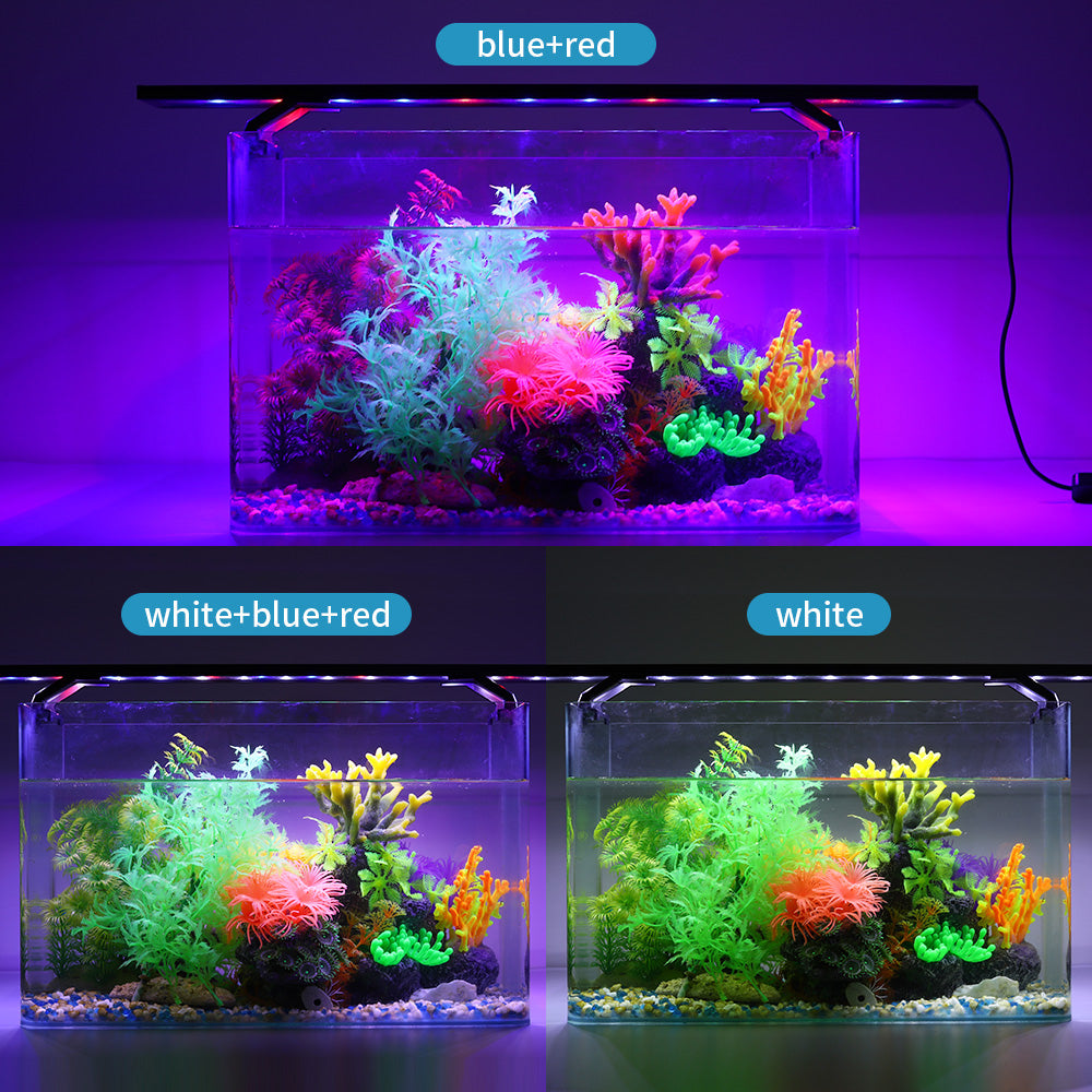Red And Blue Aquarium Light